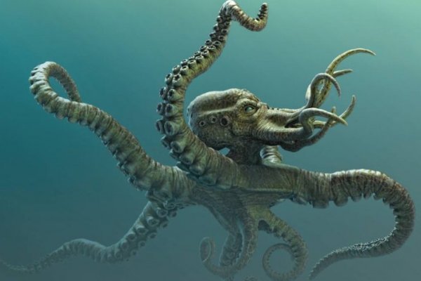 Kraken kraken link24 info